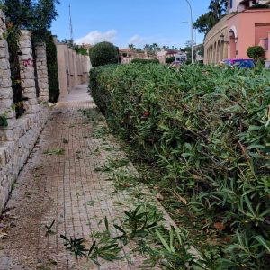 Professional Tree & Palm Pruning – Safe & Professional